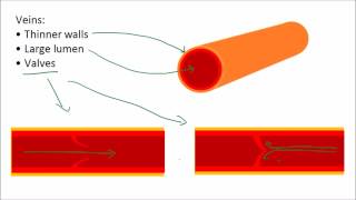 Blood amp Blood Vessels  GCSE Science  Biology  Get To Know Science [upl. by Sloane]