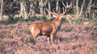 Bronst HogeVeluwe 2011 [upl. by Ezzo652]