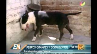 El Noticiero  Reportaje Peleas de perros en pleno siglo XXI [upl. by Etnovahs465]