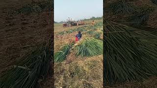 farmingNapier bij ki kataiplease kisanon channel subscribe karo [upl. by Kerrill]