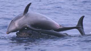 Science Bulletins Whales Give Dolphins a Lift [upl. by Frida]