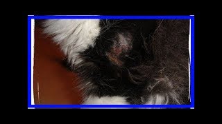 How to get rid of hot spots on cats [upl. by Lednar]