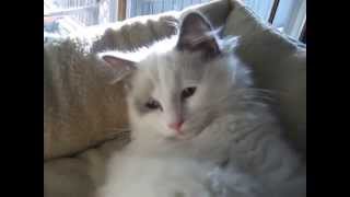 Blue Bicolor Ragdoll Cat  Callie 45 months [upl. by Eekram585]