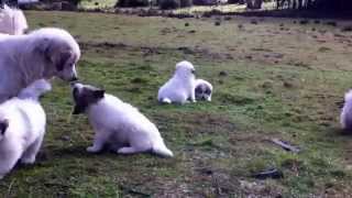 Cachorros Gran Pirineo a la venta en Chiloe [upl. by Miki]