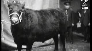 UK INDUSTRY Smithfield Cattle show at the Horticultural Hall 1927 [upl. by Eiddam]