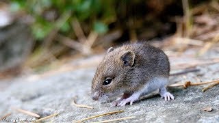 3 souriceaux dans le jardin 3 young mice in the garden [upl. by Anerdna961]