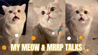 195s Pure Enjoyment of Cute Cat Cashs Meow Talk  COMPILATION 03  meowcash [upl. by Nilecoj770]