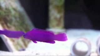 Pseudochromis fridmani  Orchid Dottyback [upl. by Dustman366]