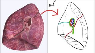 Appareil Respiratoire  Hile pulmonaire [upl. by Durware322]