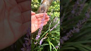 Le Liriope Liriope muscari et spicata constitue un excellent couvresol élégant persistant pour les zones ombragées du jardin même sous les arbres Découvrez notre gamme httpswwwpromessedefleurscomvivacesvivacesparvarieteliriopehtml liriope plante vivace ombre inthegarden couvresol beautifulgarden  Promesse de fleurs [upl. by Galvan]