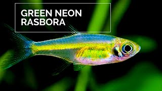 Green neon rasbora  Microdevario kubotai [upl. by Franci]