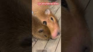 Capybaras The Chillest Creatures on Earth [upl. by Dronel697]