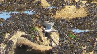 Whimbrel Isles of Scilly [upl. by Ab]