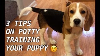 Three tips on potty training your puppy [upl. by Fanni]