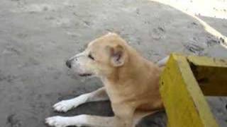 rabid dog in Goa India [upl. by Nelrah]