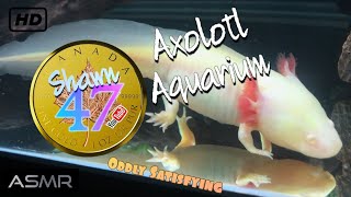 Axolotl Aquarium ASMR [upl. by Aubrie978]