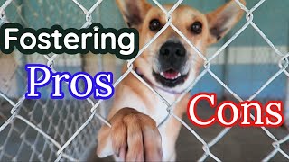 The WORST Part of Dog Fostering NO ONE Tells You 🐶PROS  CONS of Fostering a Dog [upl. by Otreblif]