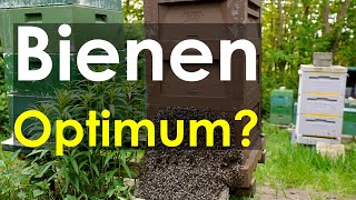 BienenOptimum warum verhindern manche Imker starke Völker Kritikvideo [upl. by Harberd]