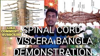 Spinal Cord Viscera Demonstration With Related Viva QuestionBangla ।।Brain amp Eyeball ।। Anatomy ।। [upl. by Ayekahs41]