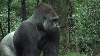 Bronx Zoo Gorillas Celebrate with Cupcakes [upl. by Radu79]