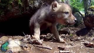 Wolf pups of the Greater Voyageurs Ecosystem [upl. by Eeralih444]