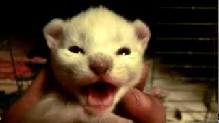 A Rare White Kitten hissing at me  must watch  Cute [upl. by Nasia]