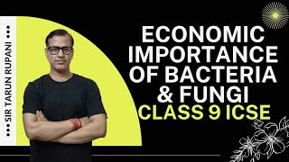 Economic Importance of Bacteria and Fungi ICSE Class 9  Bacteria and Fungi  sirtarunrupani [upl. by Annil]