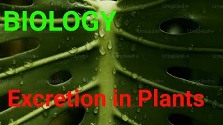 Excretion in plants homeostasis biology [upl. by Aydni447]