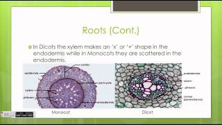 Monocots vs Dicots [upl. by Belinda474]