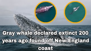 Gray whale declared extinct 200 years ago found off New England coast graywhale newengland coast [upl. by Myna]