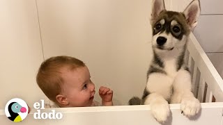 Cachorro husky crece junto a una niña  Almas Gemelas  El Dodo [upl. by Ariait]