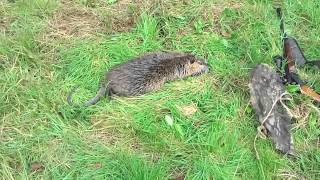 Chasse au ragondin avec une Baikal 222 Remington Nutria hunting [upl. by Adniral967]