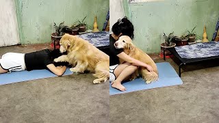 Golden retriever rescues fainted owner🥹 [upl. by Idorb]