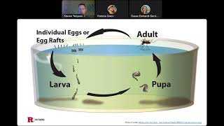 Mosquitoes Are Not a Barrel of Fun Ways to Reduce Mosquitoes in Rain Barrels [upl. by Anowahs62]