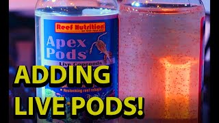 Adding Live Pods To Your Reef Tank \\ Reef Nutritions Live Copepods [upl. by Riggall]