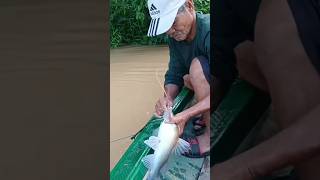 sambaran ikan baung mancing [upl. by Pol]