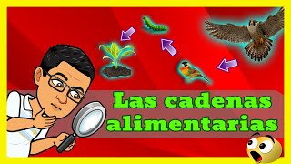 🌱🐇 ESTRUCTURA Y FUNCION DE LAS CADENAS ALIMENTARIAS 🐍🦅 [upl. by Zanahs92]