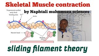 Skeletal Muscle Contraction  Sliding Filament Theory simplified  Excitable tissues [upl. by Llessur]