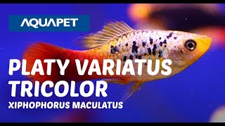 PLATY VARIATUS TRICOLOR XIPHOPHORUS MACULATUS [upl. by Einnahc]