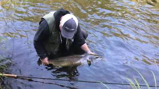 Mörrumsån 2017 Lax fiske Flugfiske  Mörrumriver Fly fishing for Big fish [upl. by Ynohtna87]