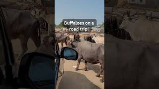 It happens only in India Buffaloes on a road trip funny viral hyderabad india viral fyp [upl. by Sacul]