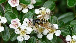 Cotoneaster Dammeri Bonsai in Bloom [upl. by Adali]