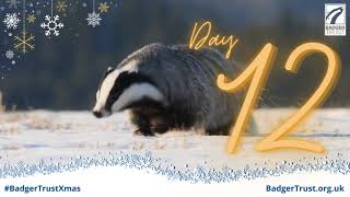 Badger Trust Badger Advent Day 12 2023 [upl. by Brandenburg]