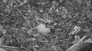 3 Sääksilive Osprey cam  PIP in egg  June 17 2024 [upl. by Persian]