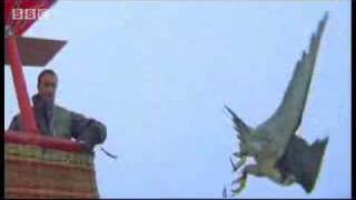 Birds  peregrine falcon dives at 180 mph  Ultimate Killers  BBC wildlife [upl. by Derej]