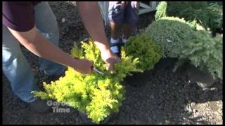 Pruning Conifers [upl. by Africah]