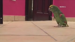 quotEvilquot parrot shows off loud laugh [upl. by Ekalb]