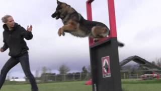 Obedience IPO Trained Versatility German Shepherd [upl. by Lovett]