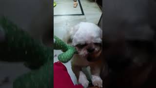 dog song tamil tamilsong [upl. by Akeihsat227]