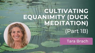 Cultivating Equanimity Duck Meditation amp Returning to Balance with Tara Brach Part 1B [upl. by Ymerrej219]